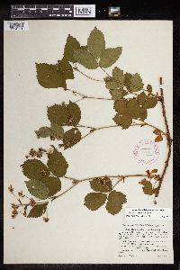 Image of Rubus biformispinus
