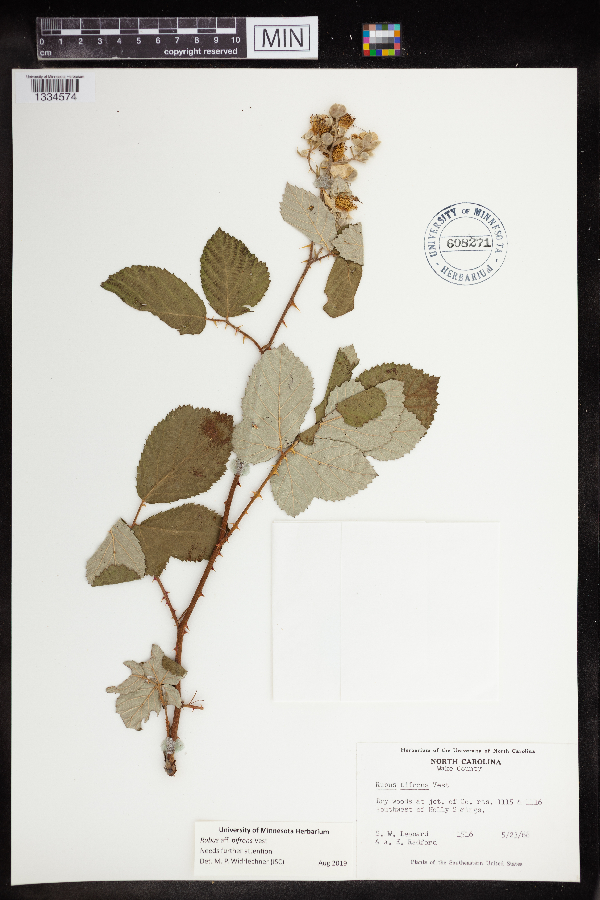 Rubus armeniacus image