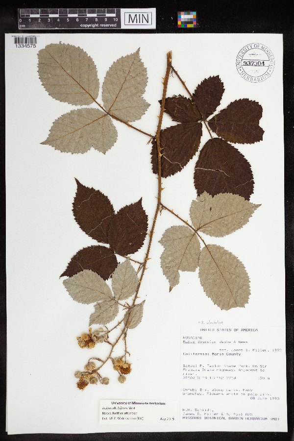 Rubus bifrons image