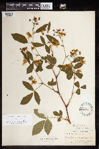 Rubus canadensis image