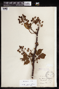 Rubus canadensis image