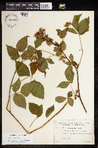 Rubus canadensis image