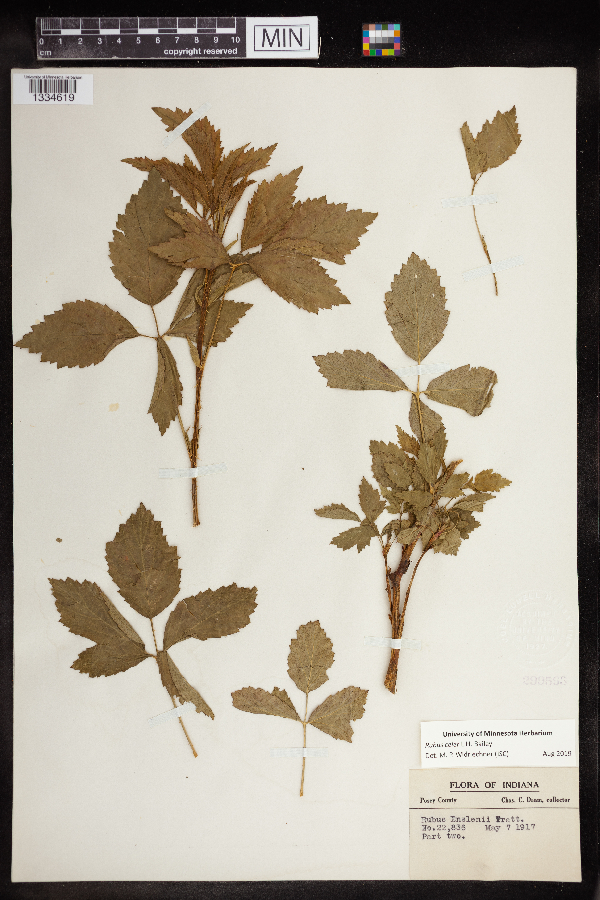 Rubus celer image