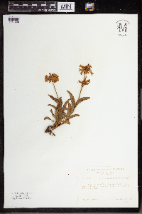 Penstemon attenuatus var. pseudoprocerus image