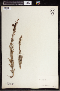 Penstemon confertus image