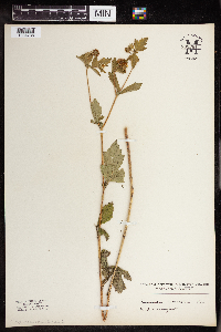 Image of Ranunculus recurvatus