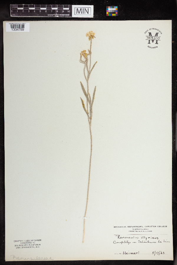 Ranunculus illyricus image