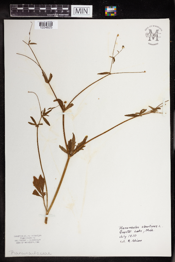 Ranunculus image