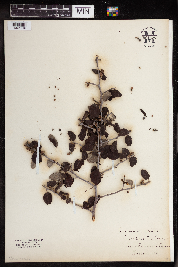 Ceanothus incanus image