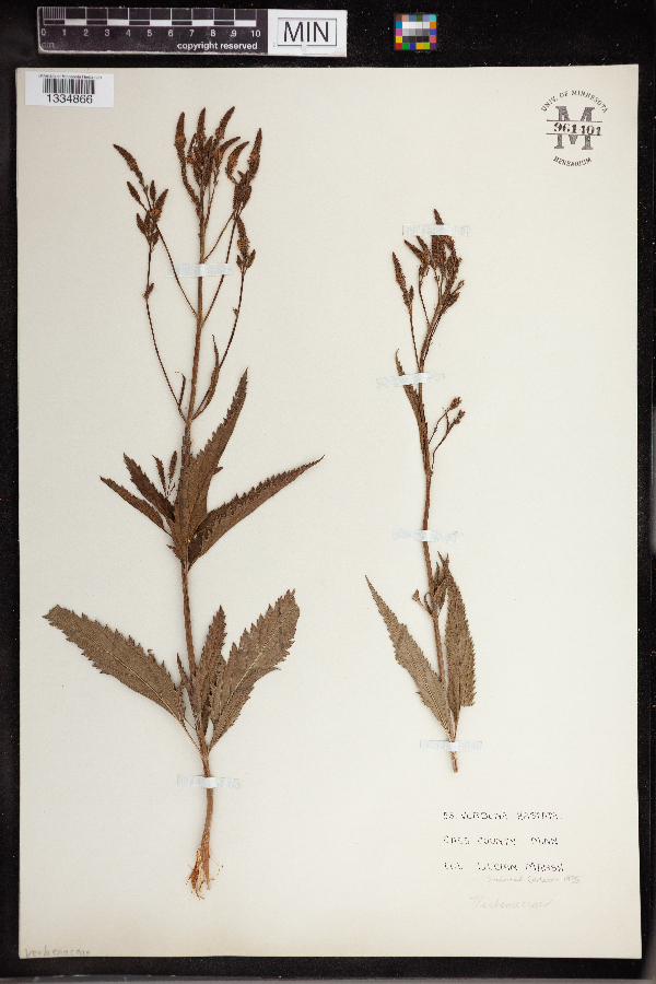 Verbena hastata image