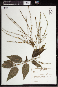 Verbena urticifolia var. leiocarpa image