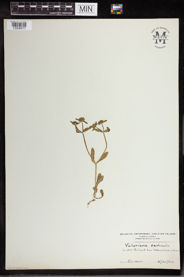 Valerianella carinata image