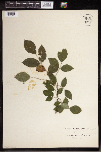 Staphylea trifolia image