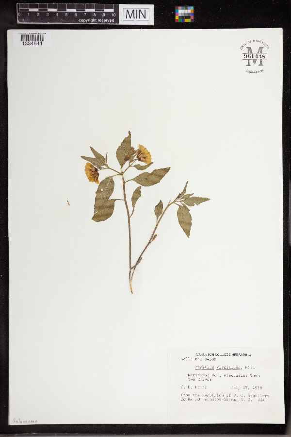 Physalis virginiana image