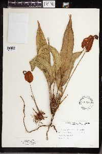 Anthurium scherzerianum image