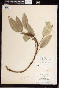 Image of Anthurium trinerve