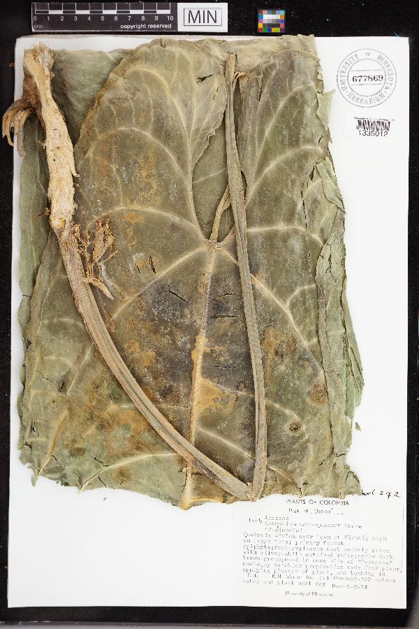Anthurium warocqueanum image