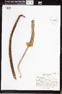 Anthurium warocqueanum image