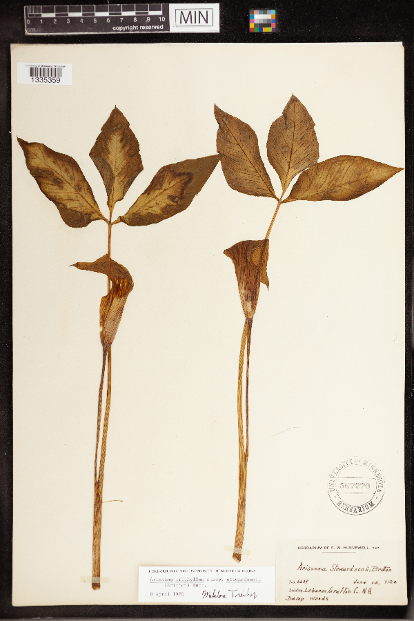 Arisaema stewardsonii image