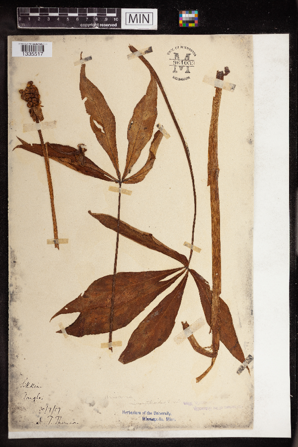Arisaema nepenthoides image