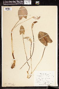Image of Arisaema nepenthoides