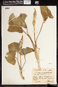 Arum maculatum image