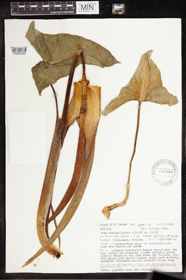 Arum conophalloides image