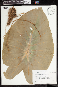 Colocasia antiquorum image