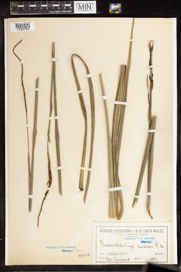 Gymnostachys anceps image