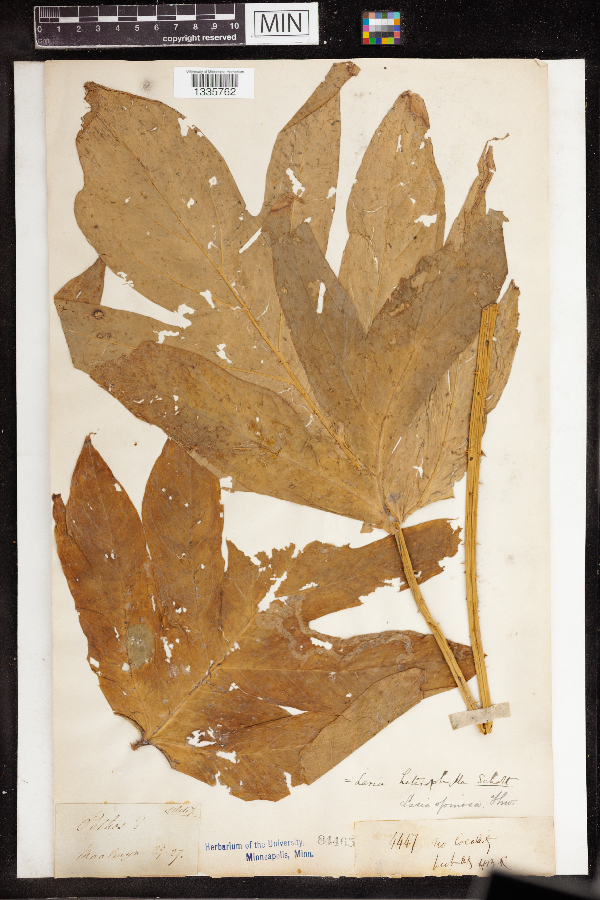 Lasia spinosa image