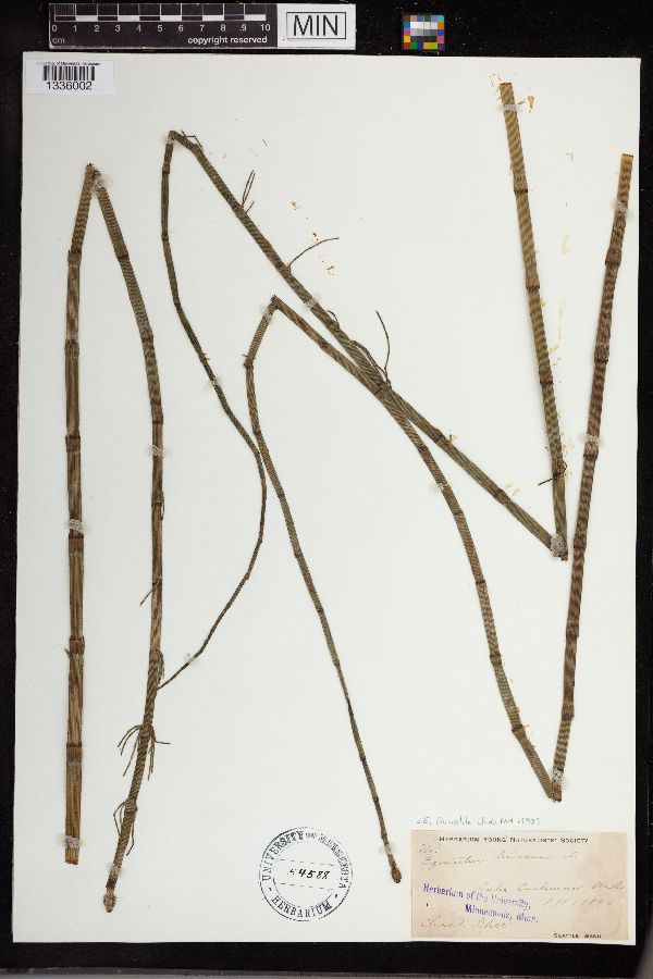 Equisetum image