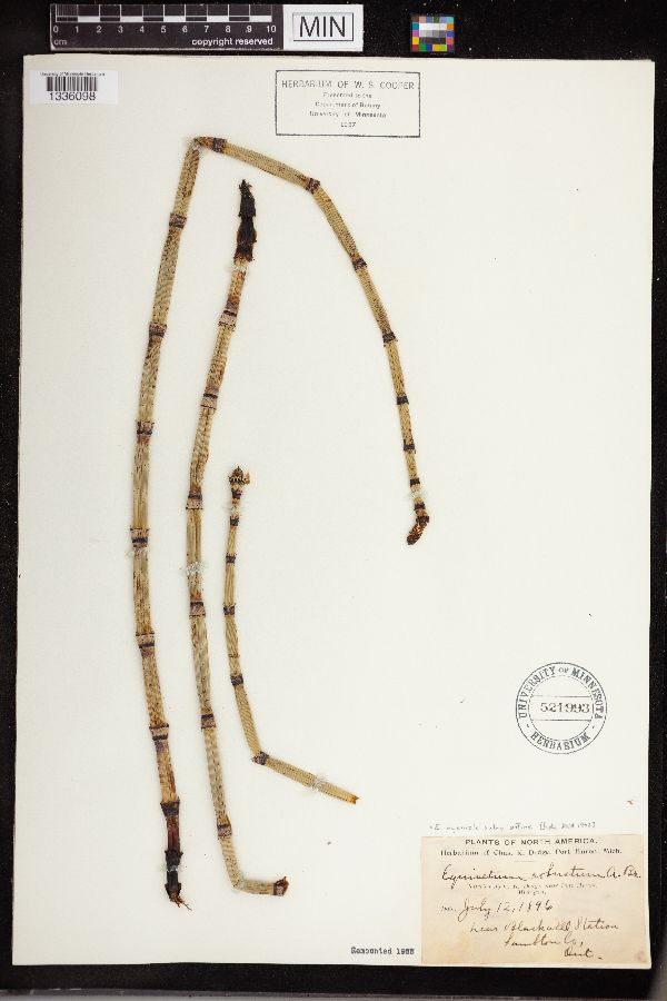 Equisetum hyemale image