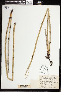 Equisetum hyemale image