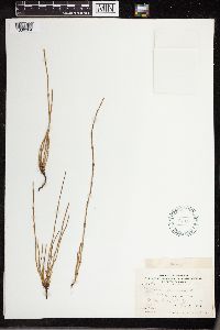 Equisetum palustre image