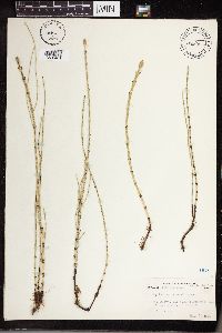 Image of Equisetum littorale