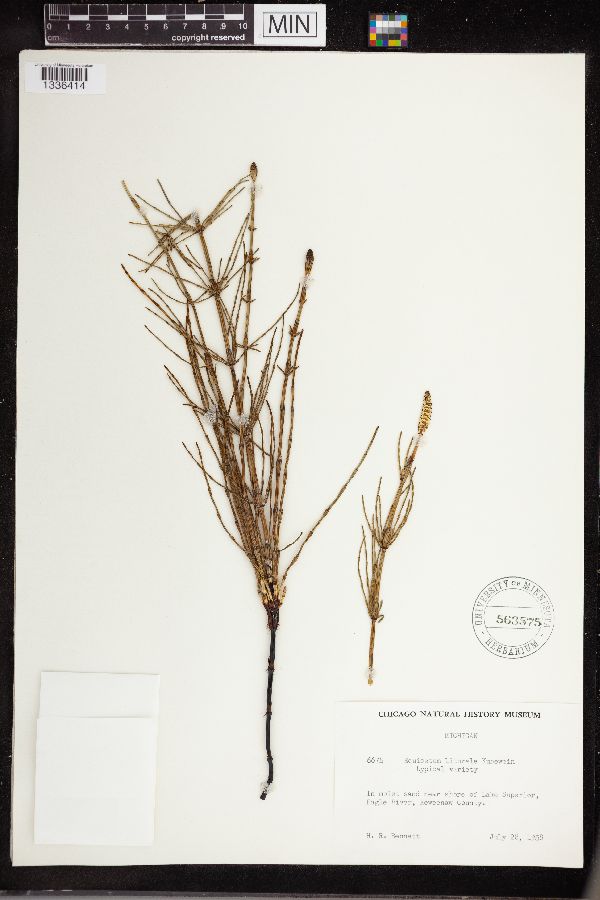 Equisetum littorale image