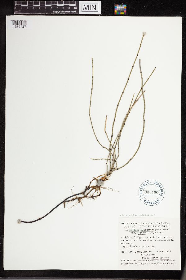 Equisetum x mackaii image