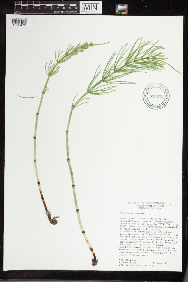 Equisetum palustre image