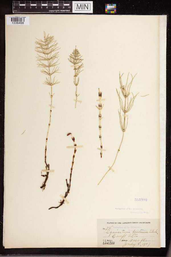 Equisetum pratense image