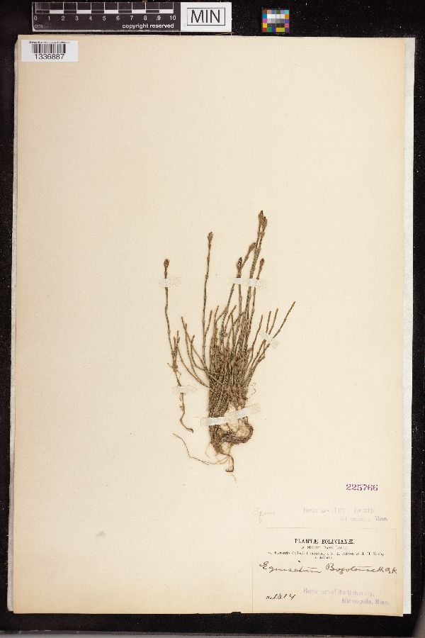 Equisetum bogotense image