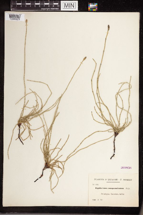 Equisetum campanulatum image