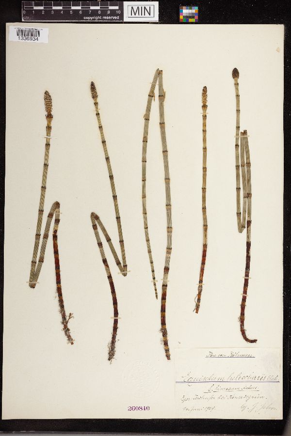 Equisetum heleocharis image