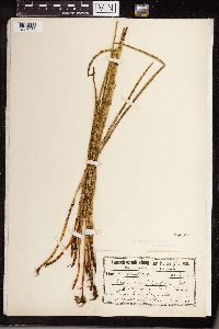 Equisetum heleocharis image