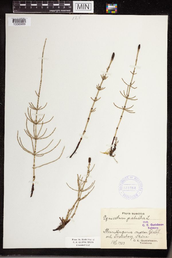 Equisetum palustre image