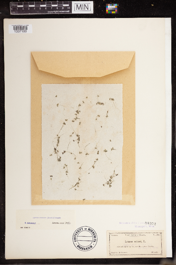 Lemna obscura image