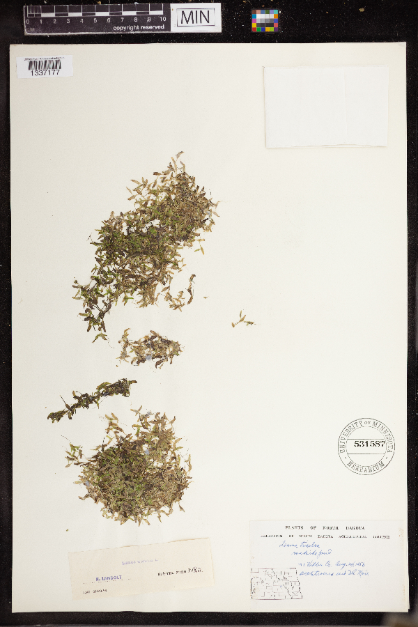 Lemna trisulca image