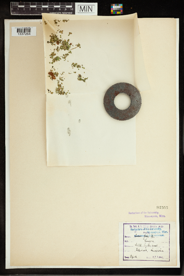 Lemna gibba image
