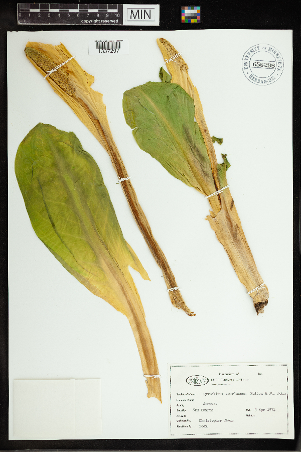 Lysichiton americanus image