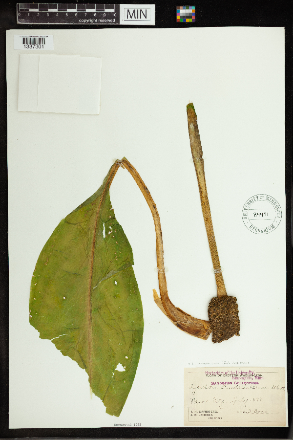 Lysichiton camtschatcensis image