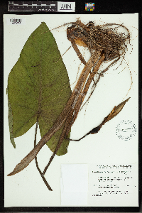 Peltandra virginica image